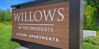 Willows at the University Gallery 6
