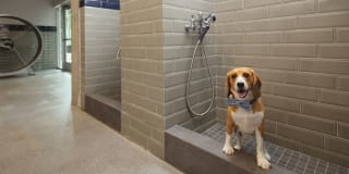 AVA North Point Gallery 31