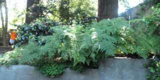 Single Level home in Arcata- Pet Friendly! Gallery 11
