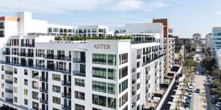 Aster & Links Gallery 2