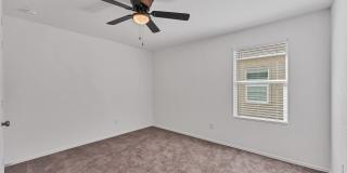 332 Elephants Ear Gallery 15