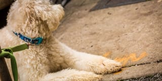 4730 California 4730 California Gallery 20