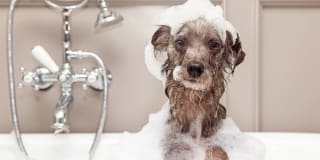 Avana Hamptons Gallery 34