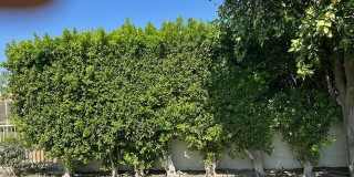 43852 Via Palma Gallery 21