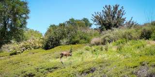 85 Mira Mesa Gallery 1