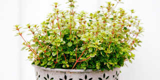 Fox Ridge Apartments Gallery 119