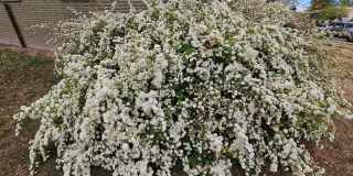 Lakewood Best Ever 3/2 Duplex All New Inside w/ Fenced Yard Gallery 109