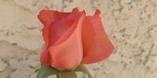 5246 Calderon Road Gallery 48