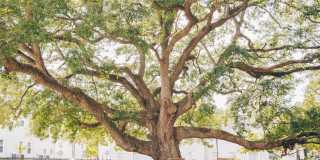 The Grove at Ardsley Park Gallery 113