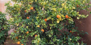 54155 Cananero Cir Gallery 47