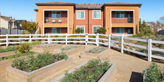 Harvest in Tracy Gallery 46