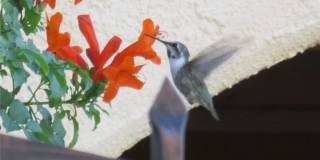 481 Benedict (Casita) Drive Gallery 34
