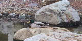 COSTA MESA 2 BEDROOM, 2 BATHROOM CONDO $3,475 (BRISTOL & BAKER) Gallery 17