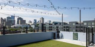 Starling Gallery 36