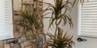 11472 Storici Street Gallery 16