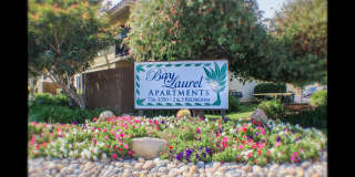 Bay Laurel Gallery 2