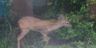 4 Gentle Ben Path Gallery 29