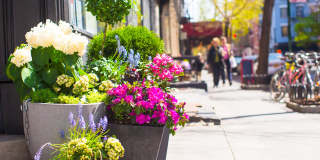 Avana Evergreen Gallery 67