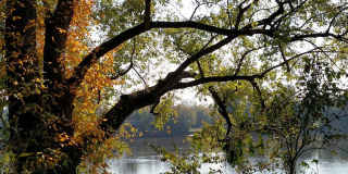 Arden Oaks Gallery 32