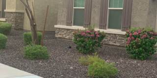 Gorgeous 5 Bed 3.5 Bath 3 Car garage home with private pool + SOLAR in gated community in Peoria Gallery 6