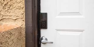 Lion Tempe Gallery 19