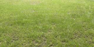 305 Hembree Forest Circle Gallery 8