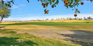 54838 Oak Tree Gallery 5