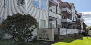 OliveT OliveT Gallery 1