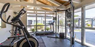 Lion Tempe Gallery 13