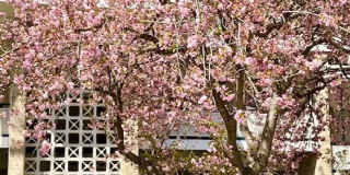 Remodeled 2 BR 1BA in Bethesda. Private front patio. Most utilities included. Gallery 1