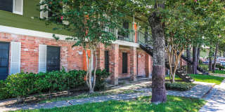 Spring Pine Gallery 13