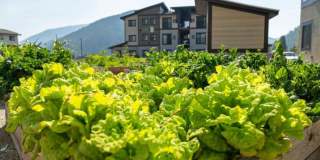 Wintergreen Ridge Gallery 23