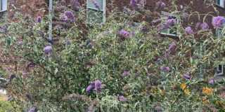 1804 Dalton Court Gallery 13