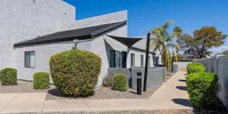 Lion Tempe Gallery 26