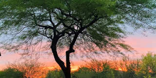 7020 E MIGHTY SAGUARO Way Gallery 47