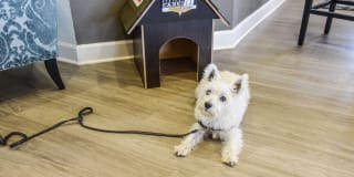 Springs at the Reserve Gallery 32