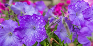 Grand at Florence Gallery 16