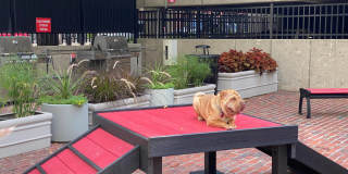 Red Oak at 875 Elm Street Gallery 6