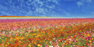 Windsor Aviara Gallery 32