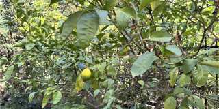 2 Honeydew Gallery 45