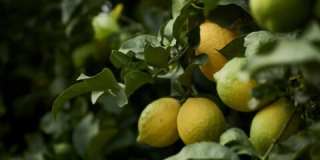 5918 Monte Vista St Gallery 61