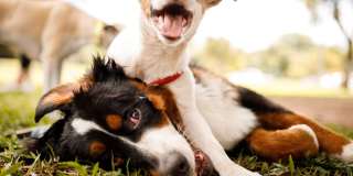 Creekside Canopy Gallery 13