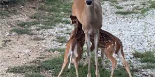 1200 Willow Drive Gallery 25