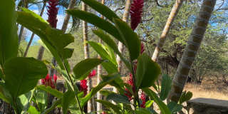 Tropical oasis Gallery 6