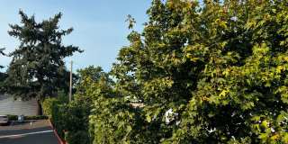 Willamette Green Apartments Gallery 20