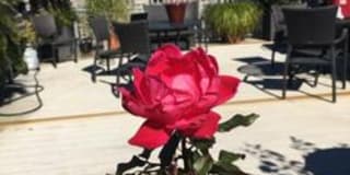 The Woodward Gallery 70