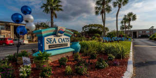 Sea Oats Sea Oats Gallery 62