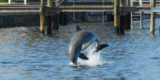 Scottish Towers II Gallery 26