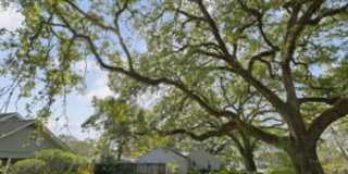114 Lsu Avenue 114 Lsu Avenue Gallery 4