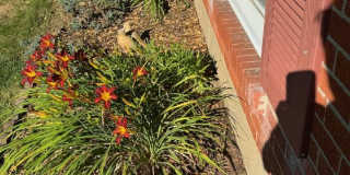 Nice 3 bedroom Home Bon Air Subdivision Gallery 21